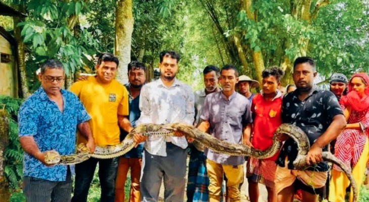 গরুর চিৎকারে মিলল বিশাল অজগর